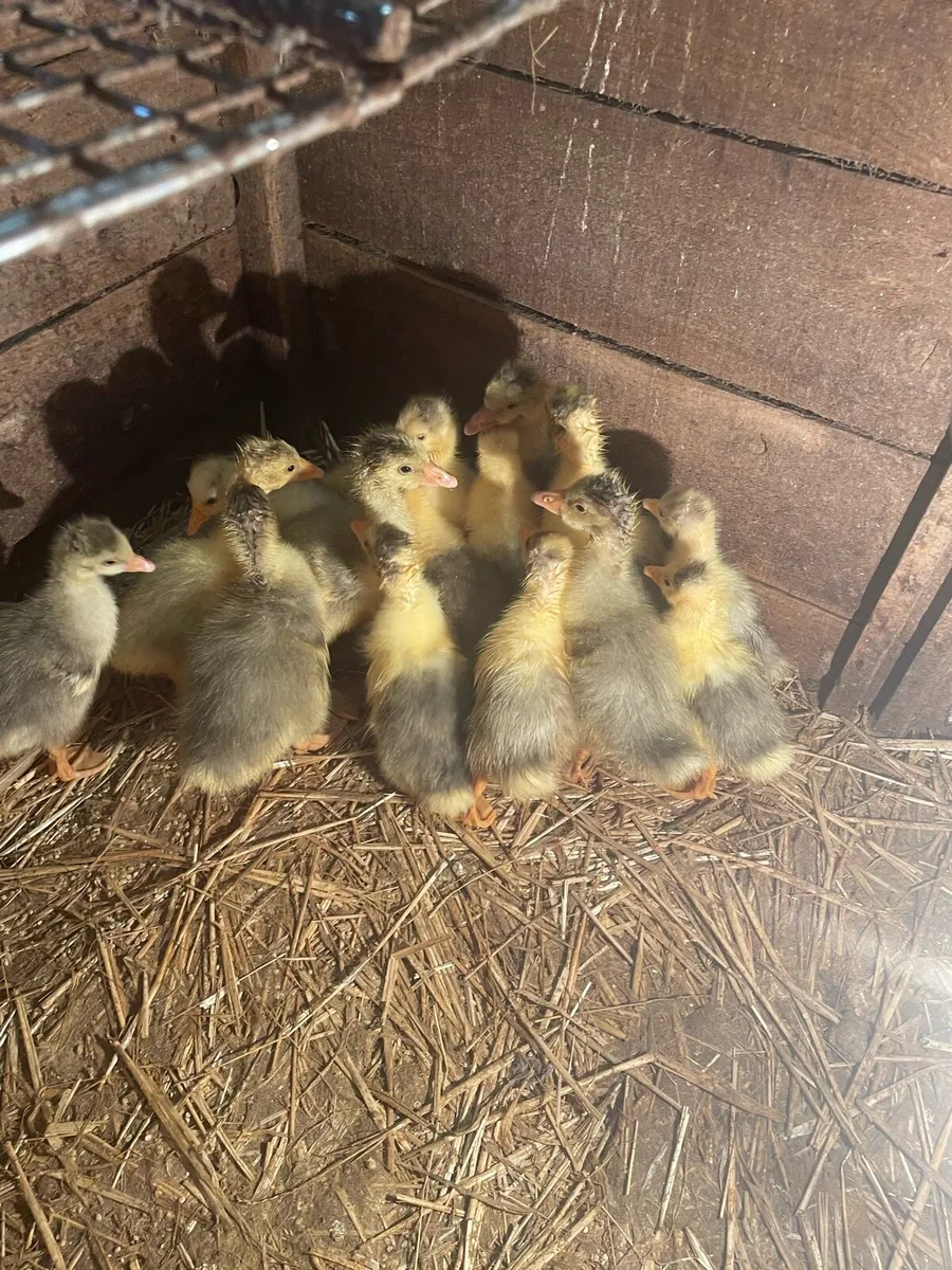 Goslings - Image 4
