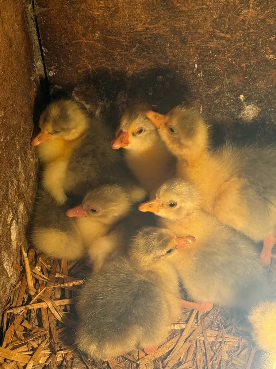 Goslings - Image 1