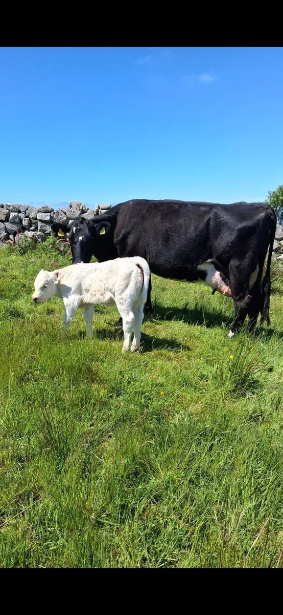Cow and calves - Image 1