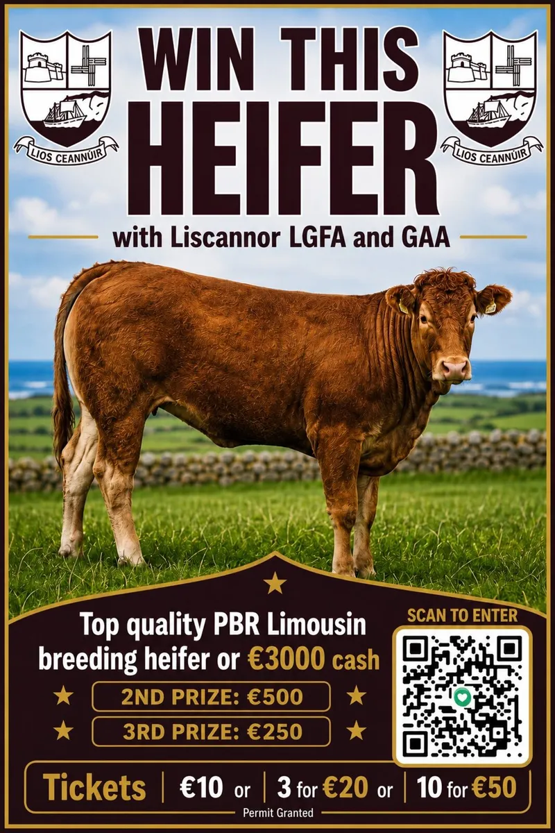 Win this PBR Limousin Heifer just €10