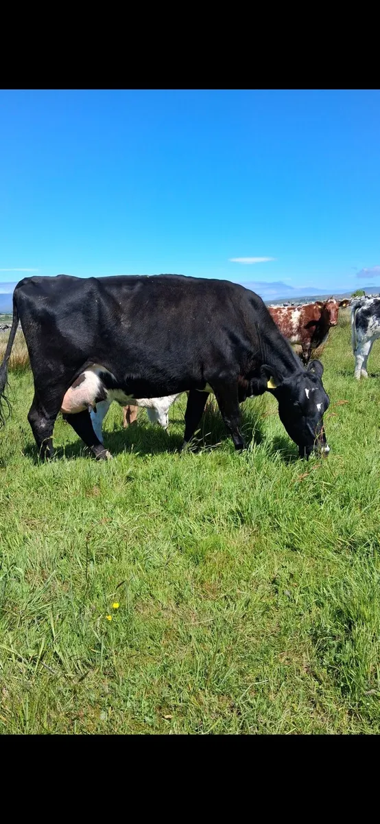 Cow and calves - Image 2