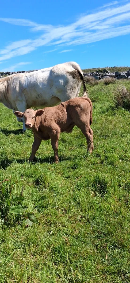 Cow and calves - Image 3