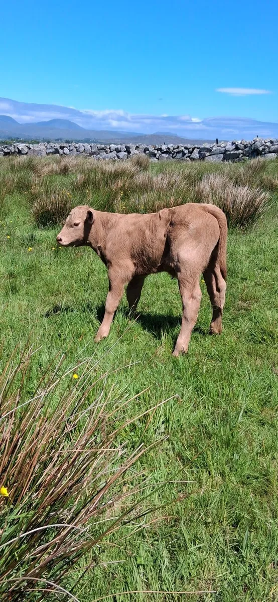 Cow and calves - Image 4