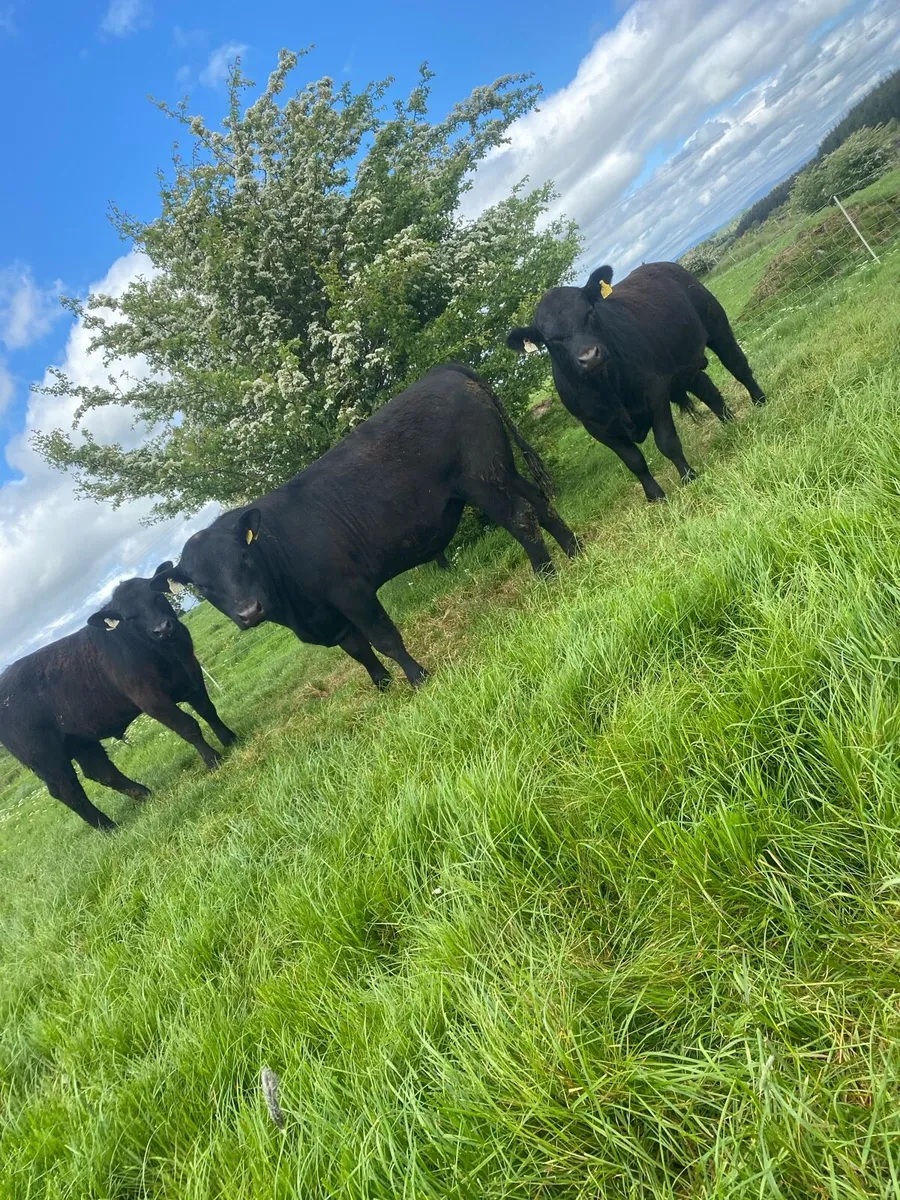 3 Angus Bulls for sale Elphin Sale 25th May - Image 1