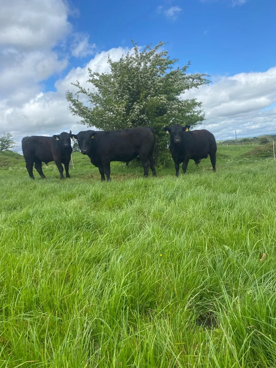 3 Angus Bulls for sale Elphin Sale 25th May - Image 2