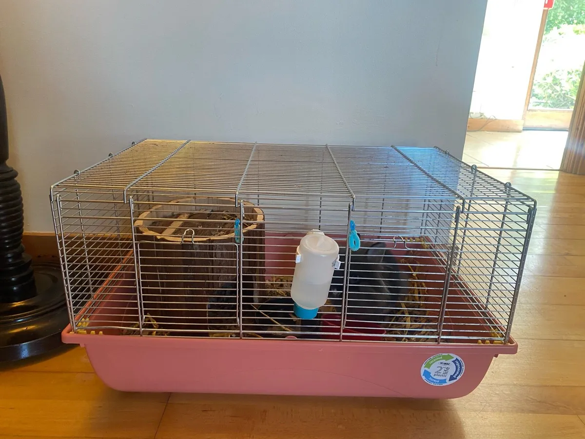 Double Maned Lionhead Rabbit - Image 2