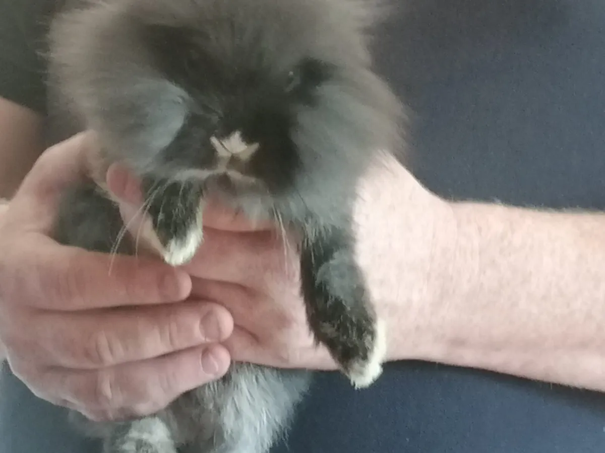 Double Maned Lionhead Rabbit - Image 1