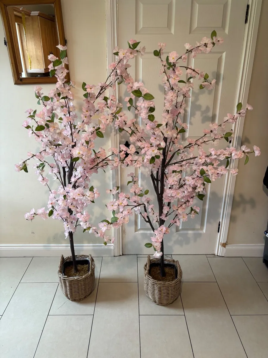 Cherry Blossom Trees - Image 1
