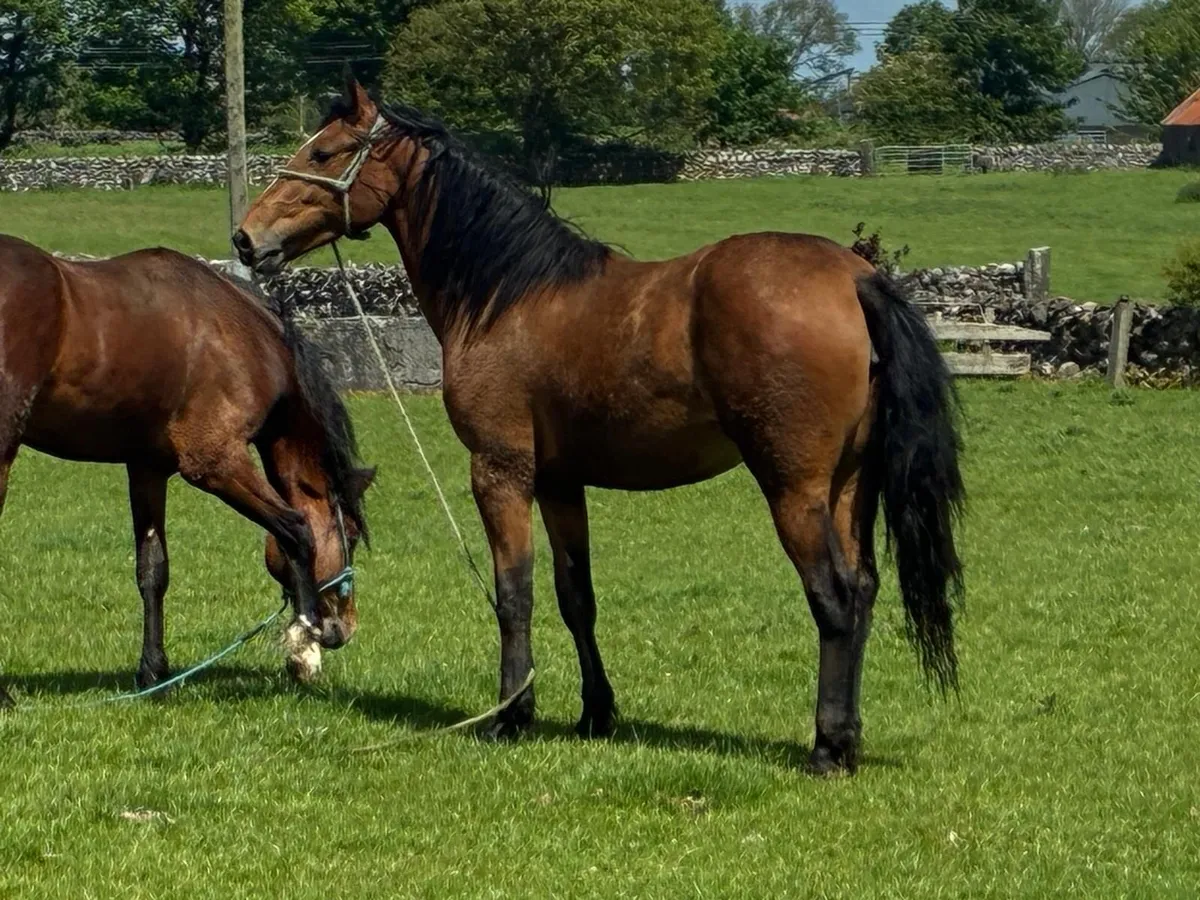 2 year old Filly & Gelding - Image 2