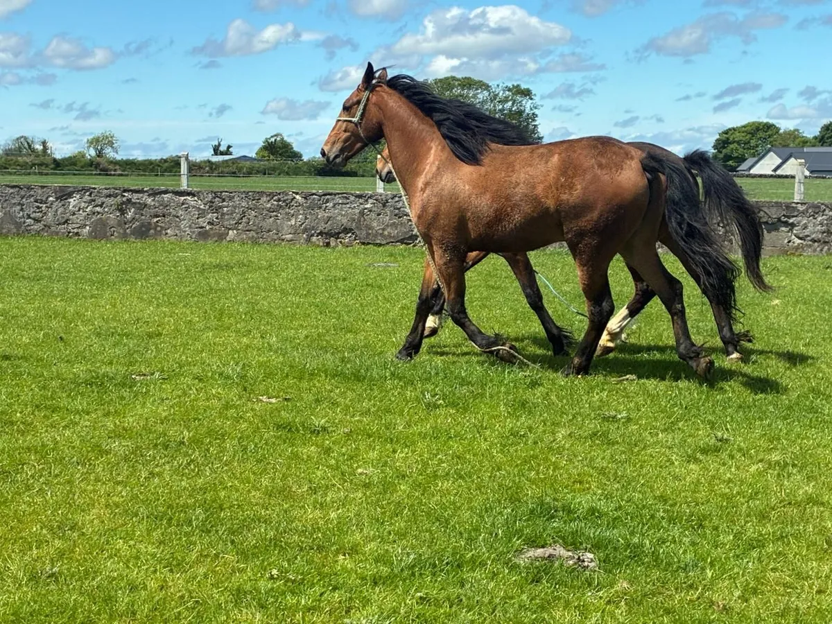 2 year old Filly & Gelding - Image 3