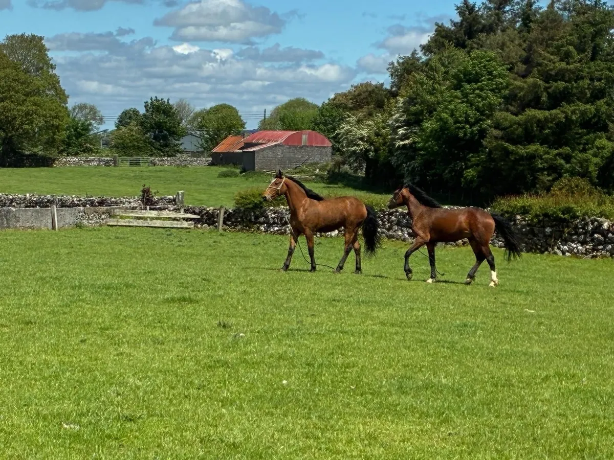 2 year old Filly & Gelding - Image 4