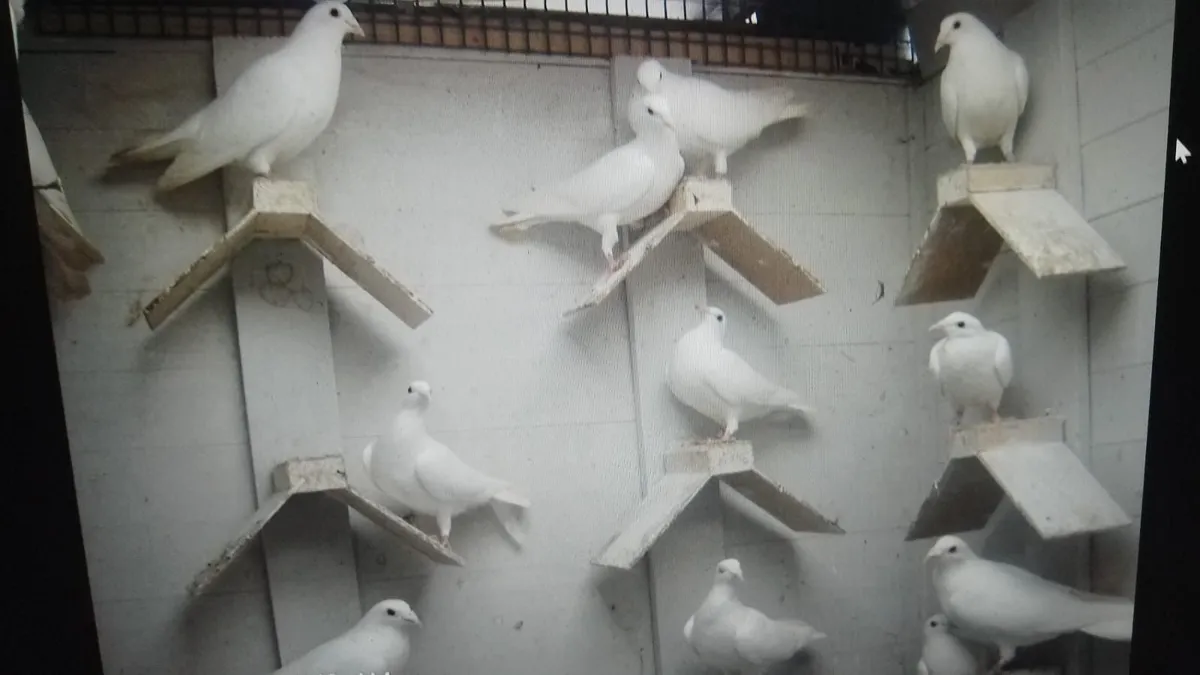 White Racing Pigeons