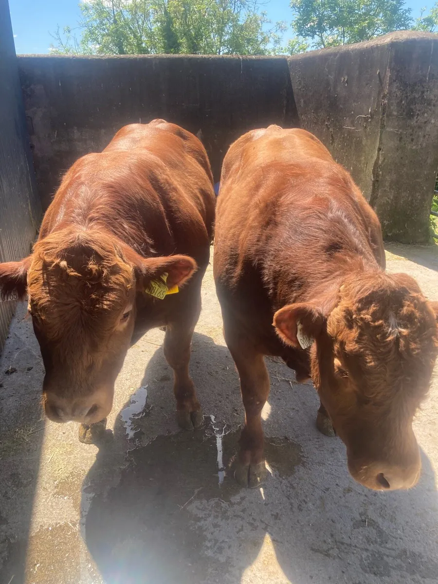2 hybrid bulls - Image 1