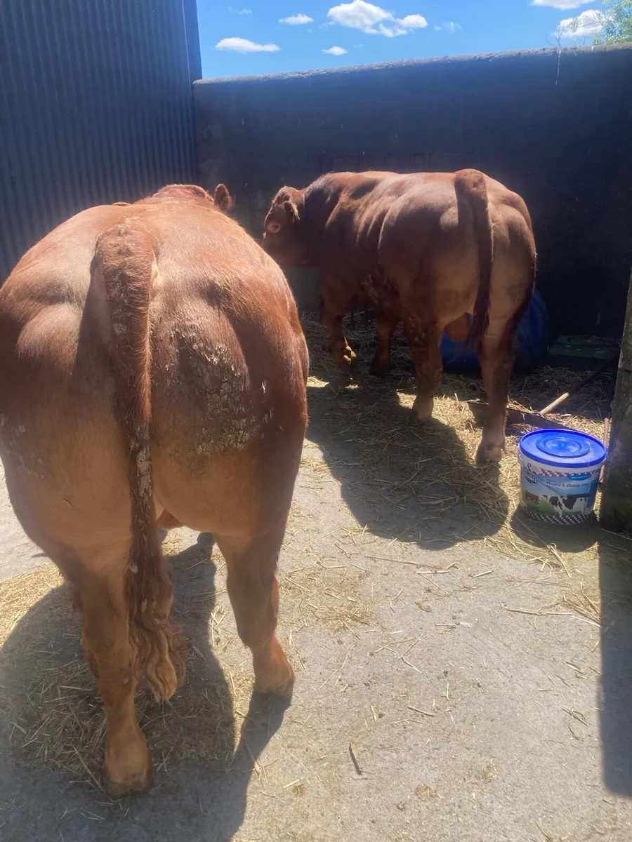 2 hybrid bulls - Image 2
