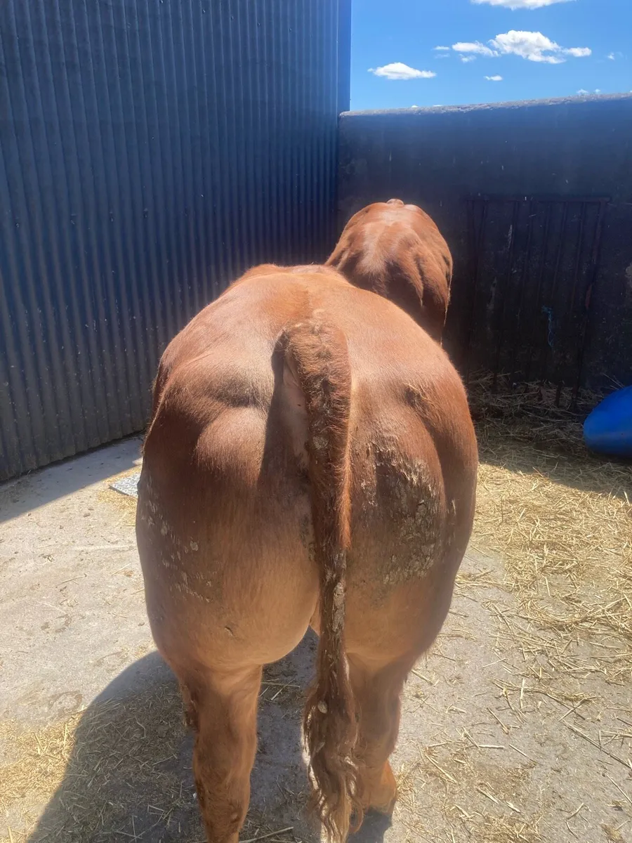 2 hybrid bulls - Image 3