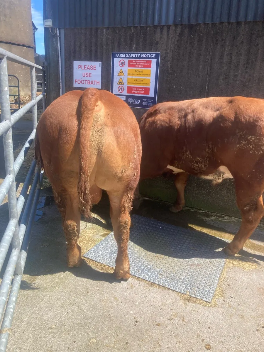 2 hybrid bulls - Image 4