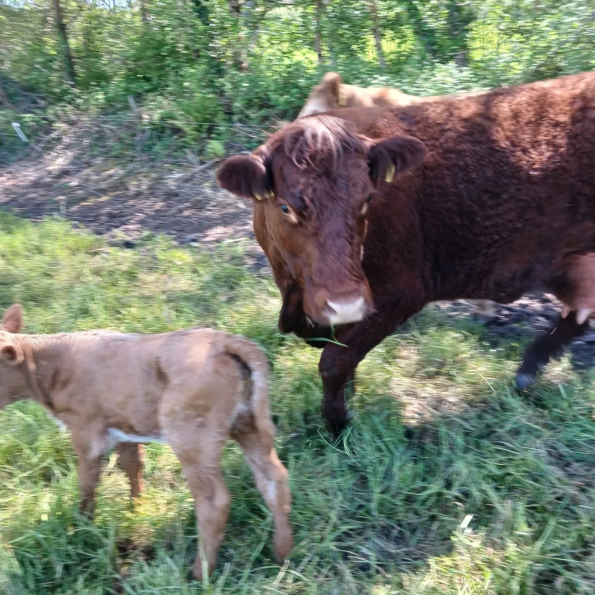 Cow and calf - Image 1