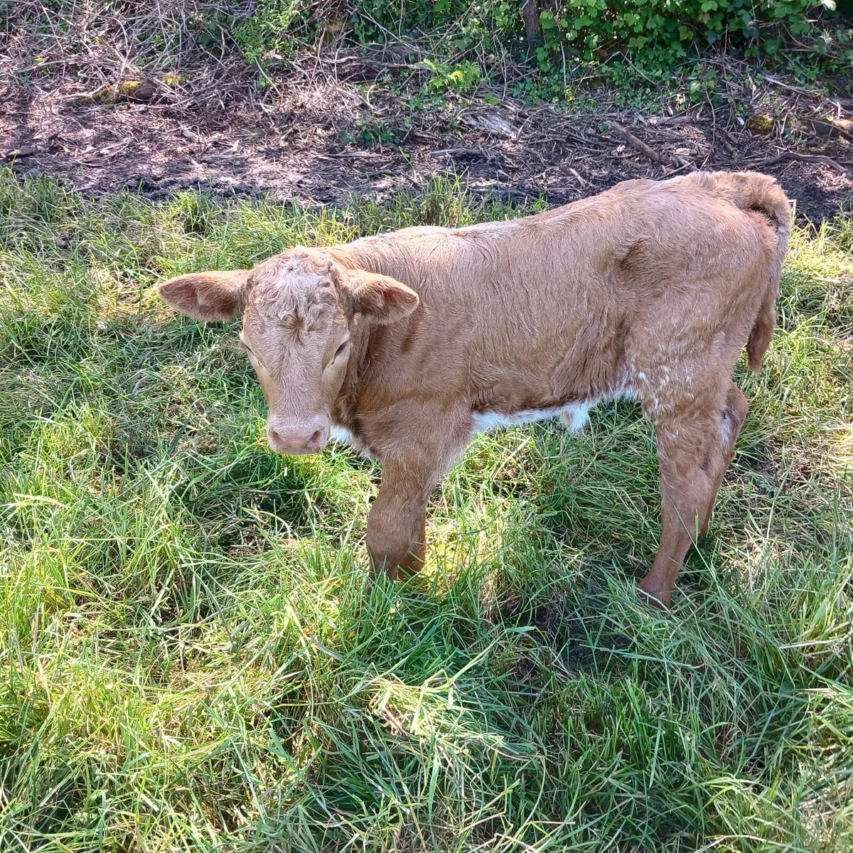 Cow and calf - Image 2