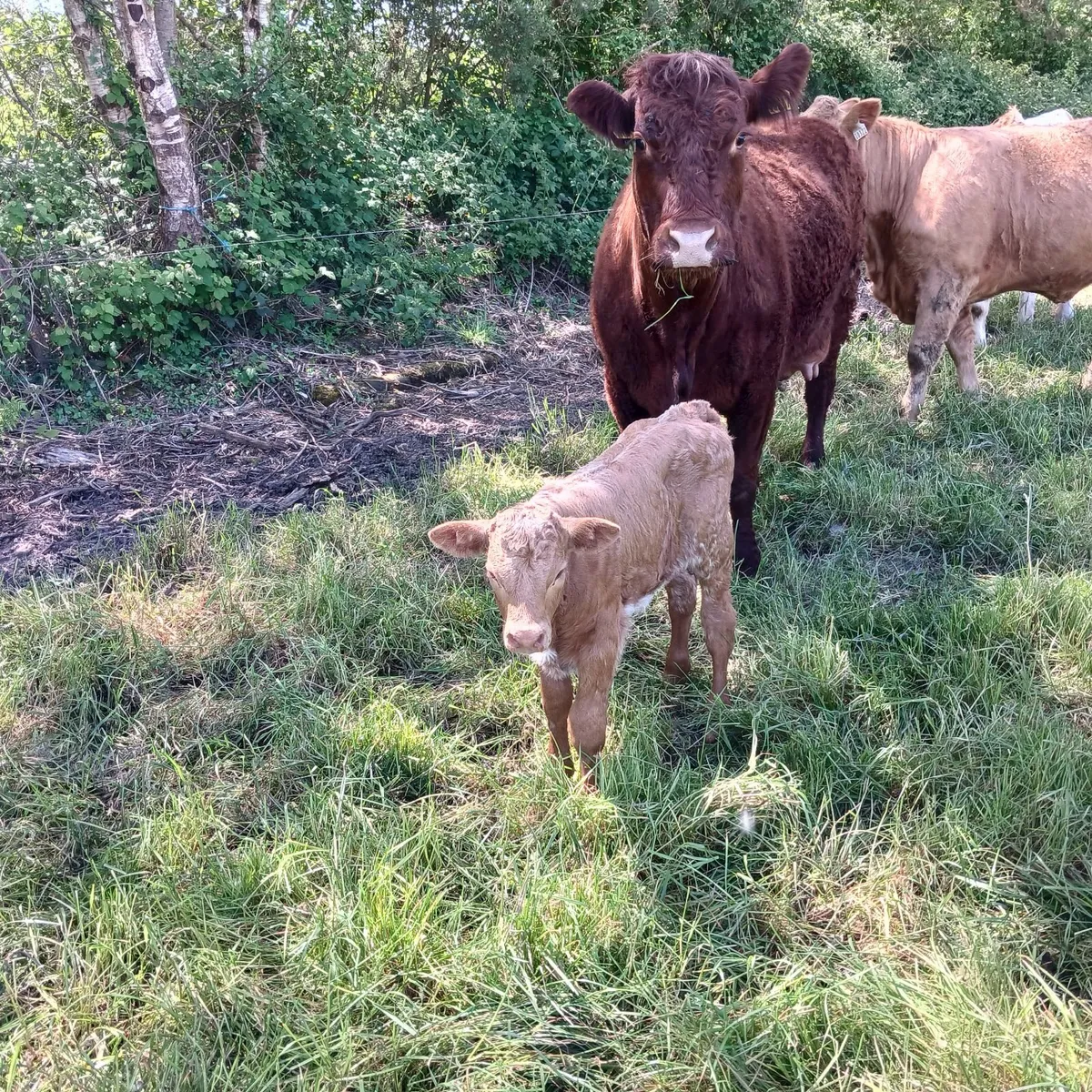 Cow and calf - Image 3