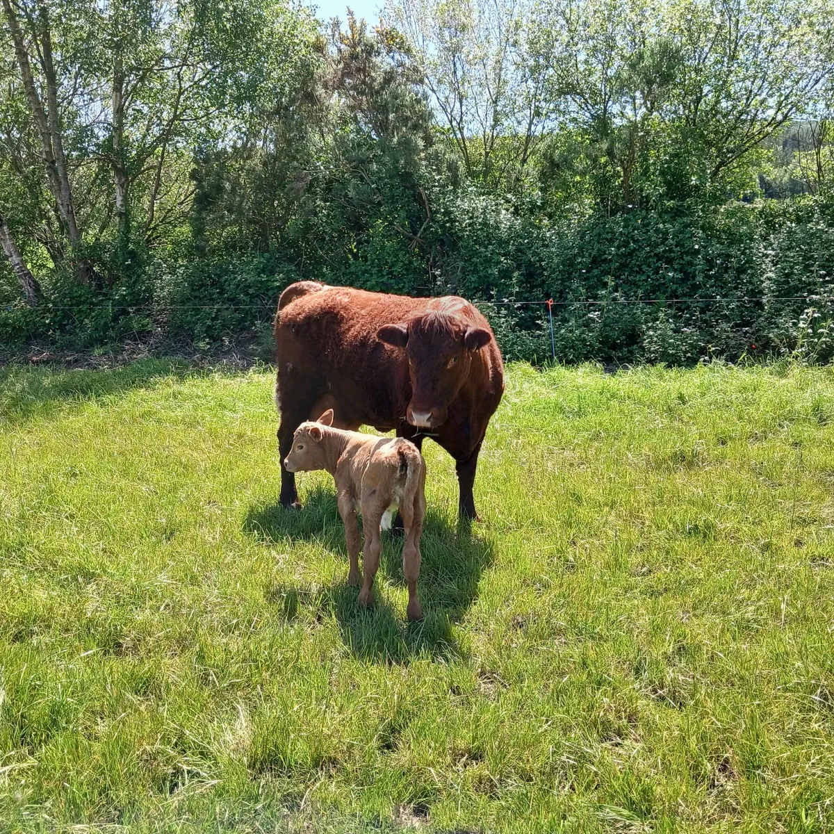Cow and calf - Image 4