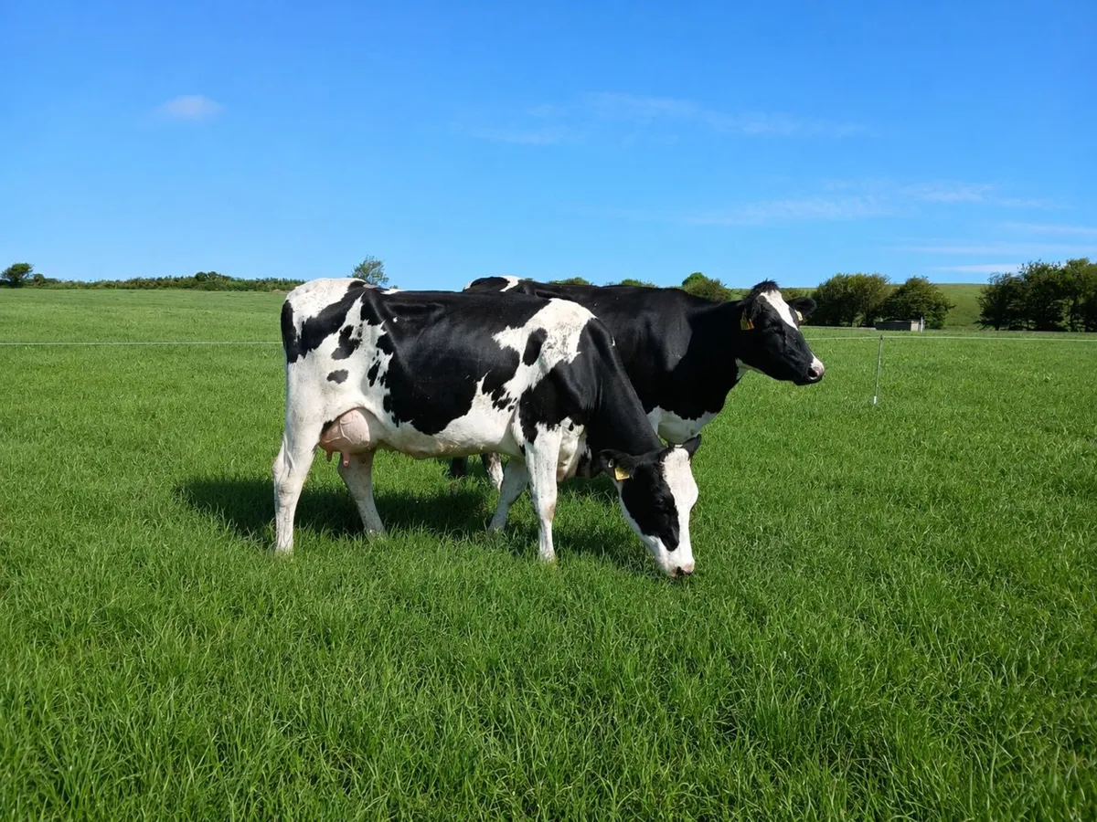 8 Young Cows - Image 2
