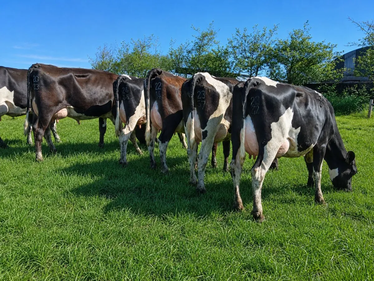 8 Young Cows - Image 3