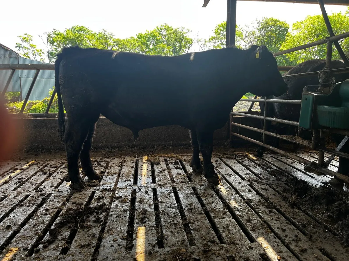 Aberdeen Angus Bull - Image 1