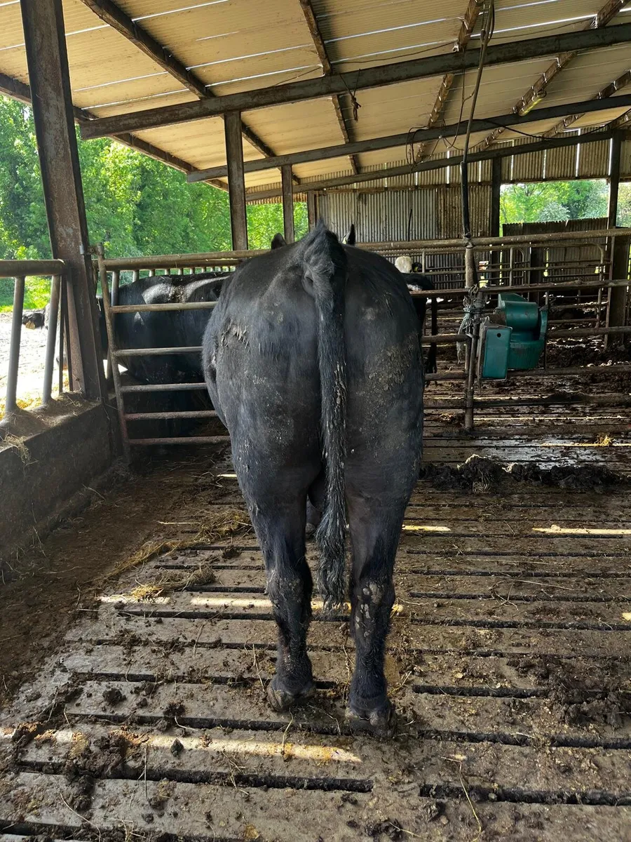 Aberdeen Angus Bull - Image 2
