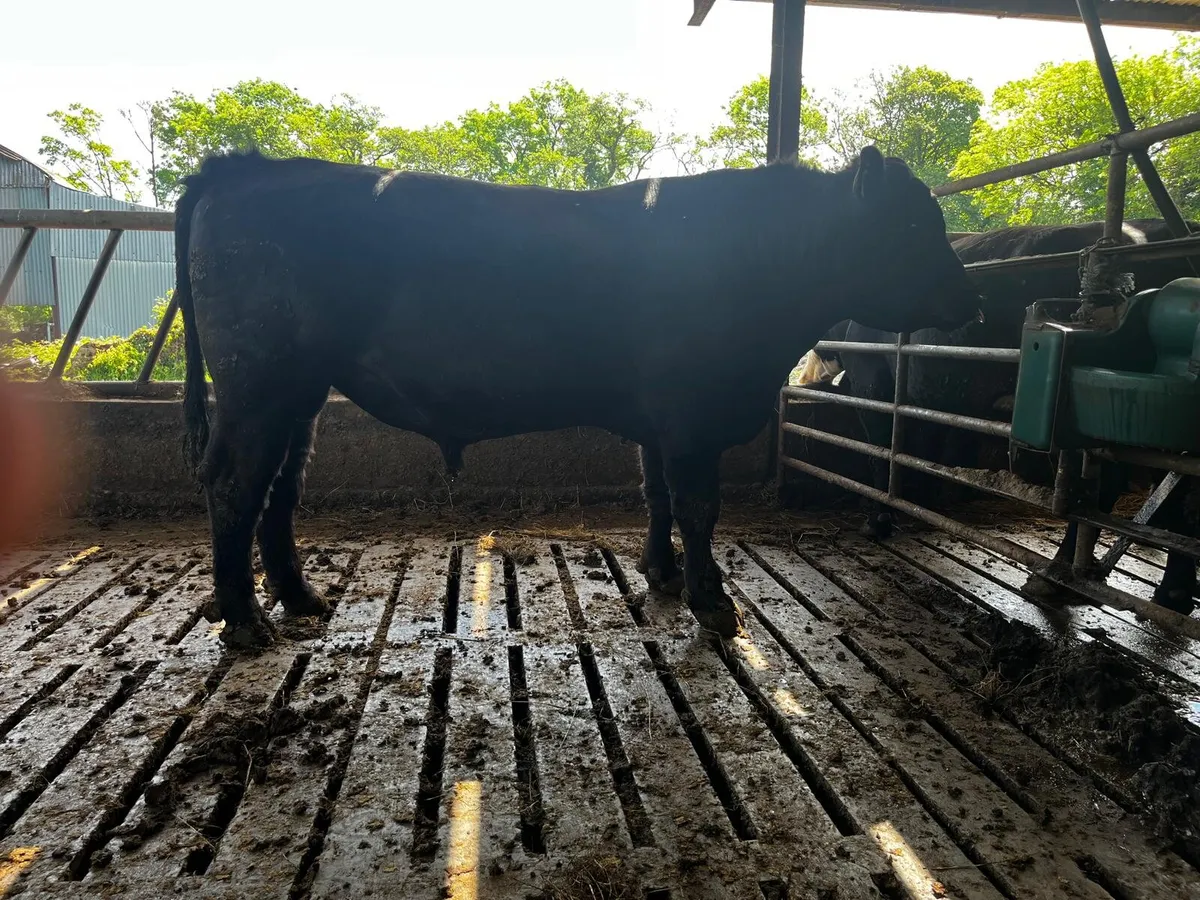 Aberdeen Angus Bull - Image 3