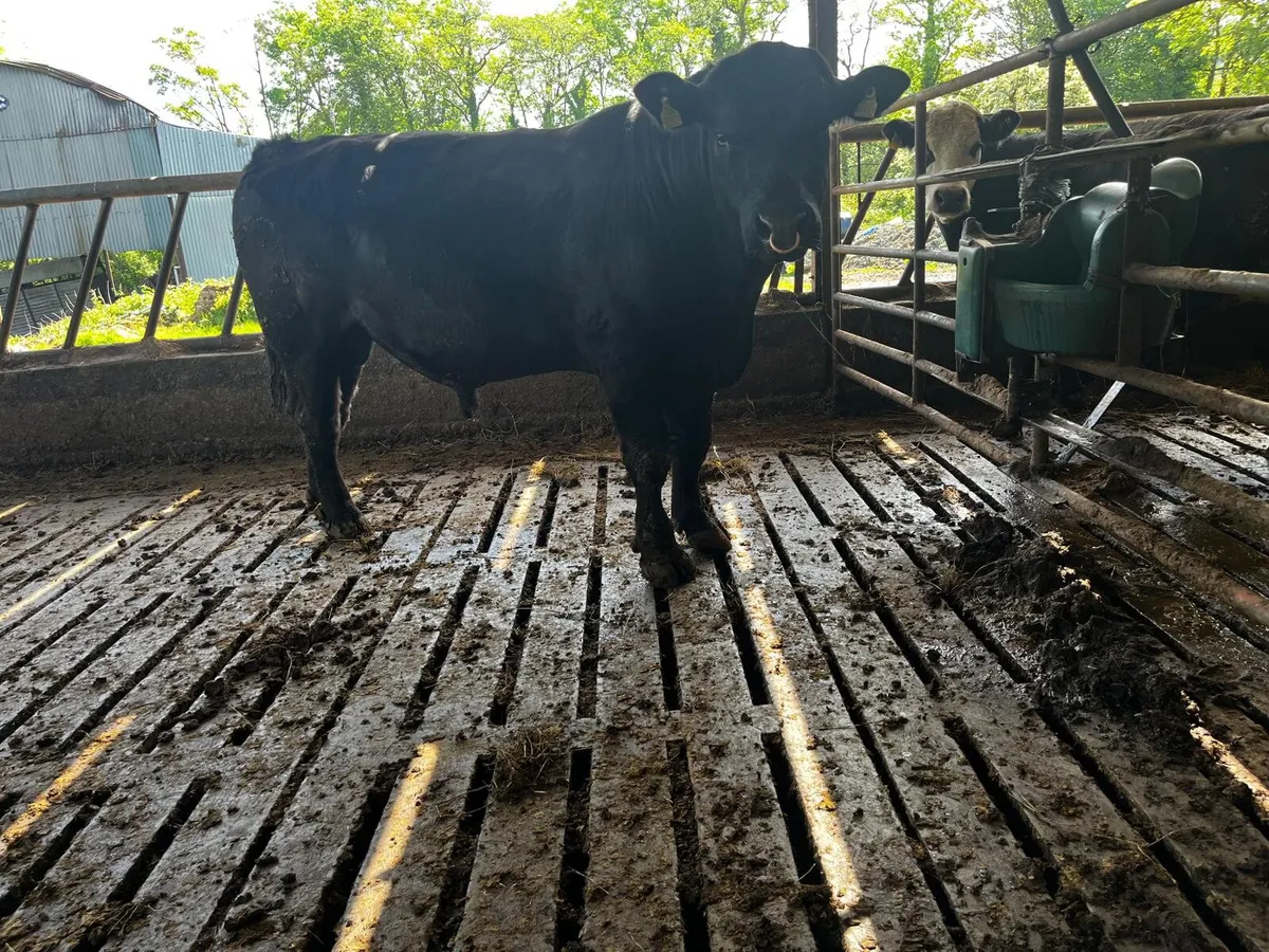 Aberdeen Angus Bull - Image 4