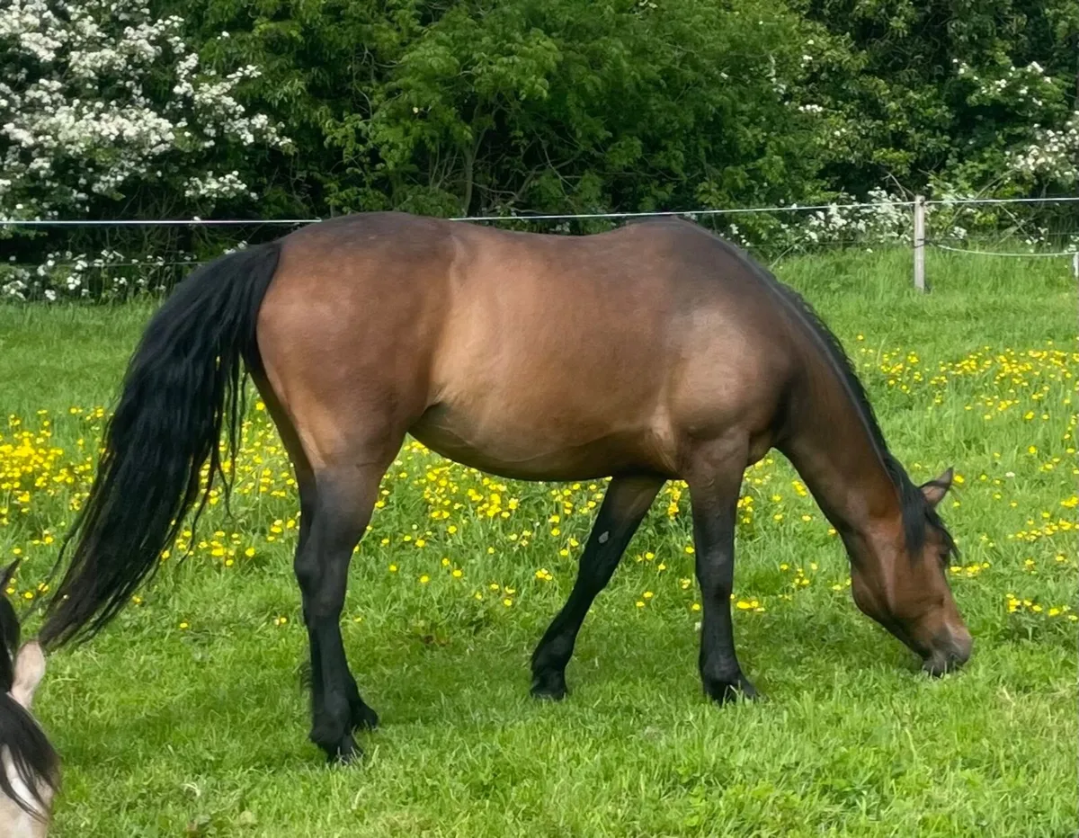 Pony mare - Image 1