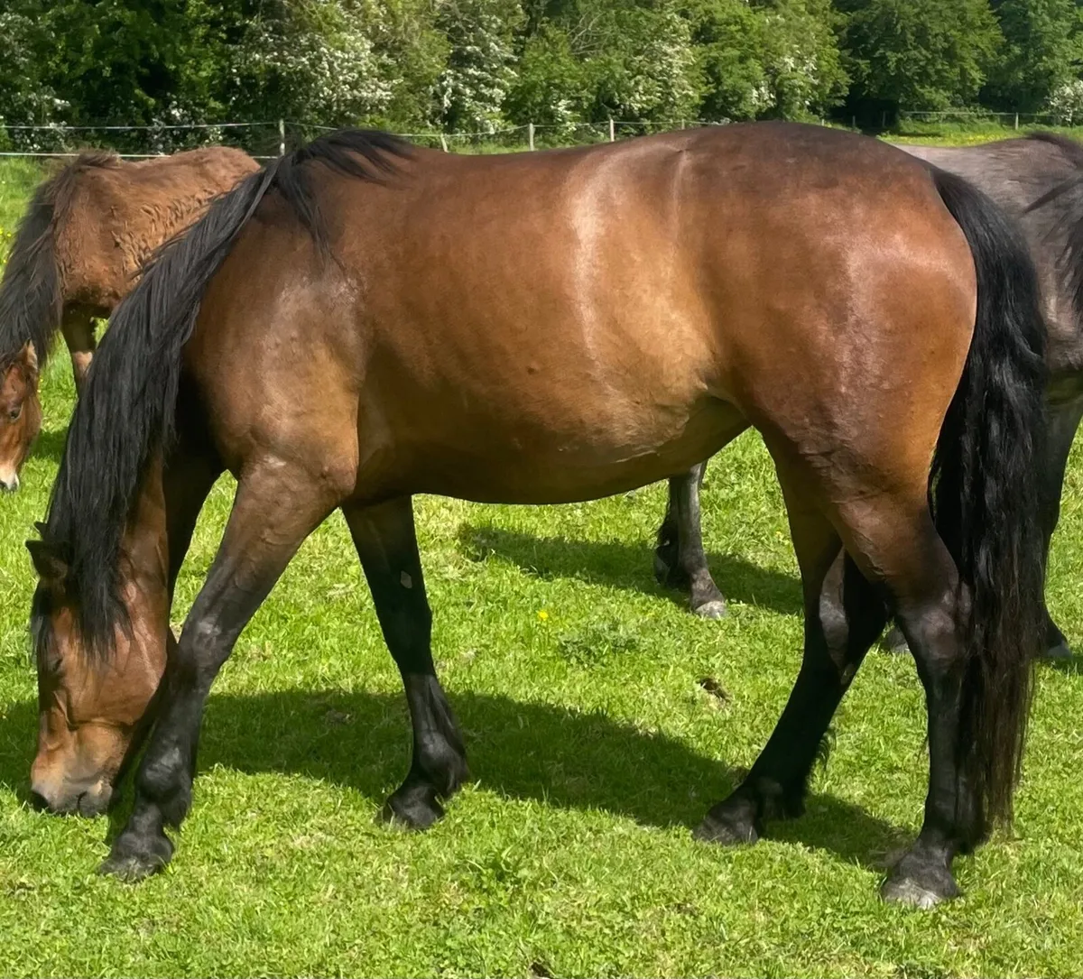 Pony mare - Image 2