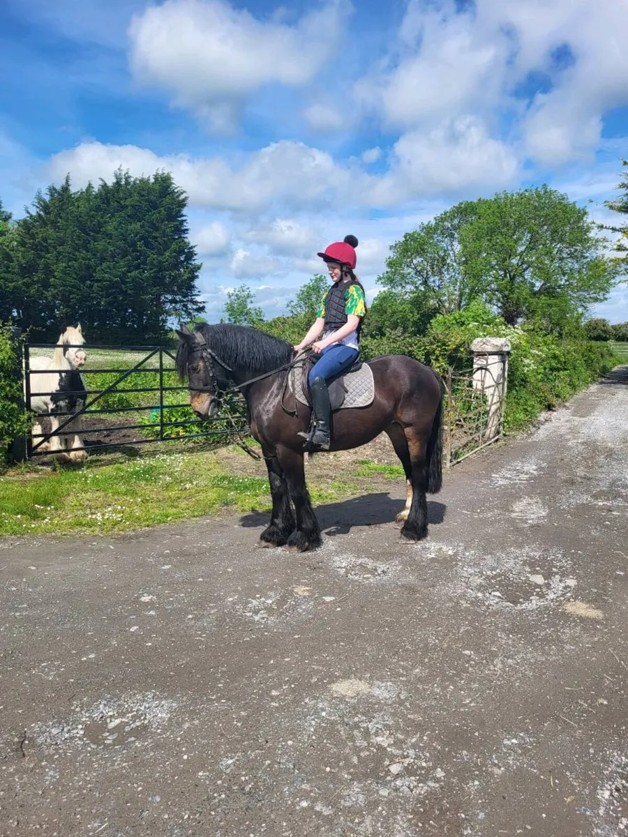 Cob Filly. Rising 4 years old, will make 15 HH. - Image 2
