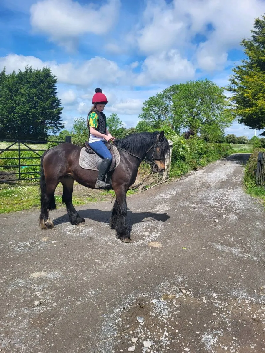 Cob Filly. Rising 4 years old, will make 15 HH. - Image 1