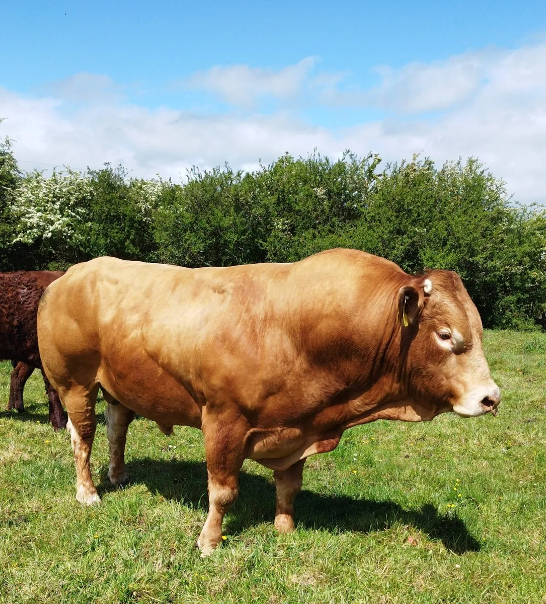PBR Limousin Bull - Image 1