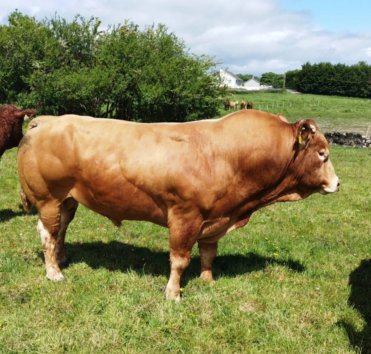 PBR Limousin Bull - Image 3
