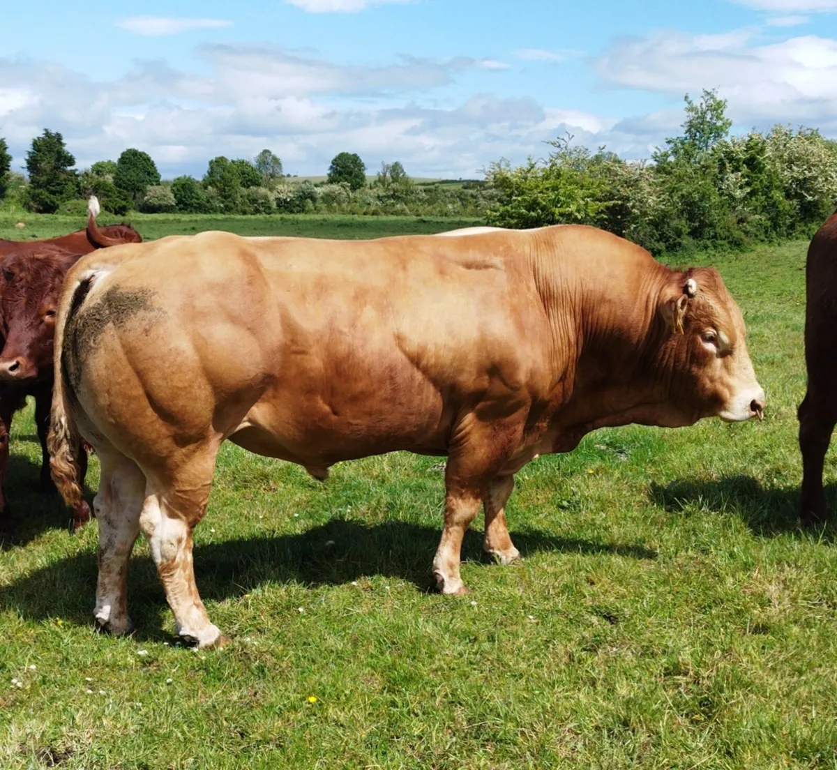 PBR Limousin Bull - Image 4