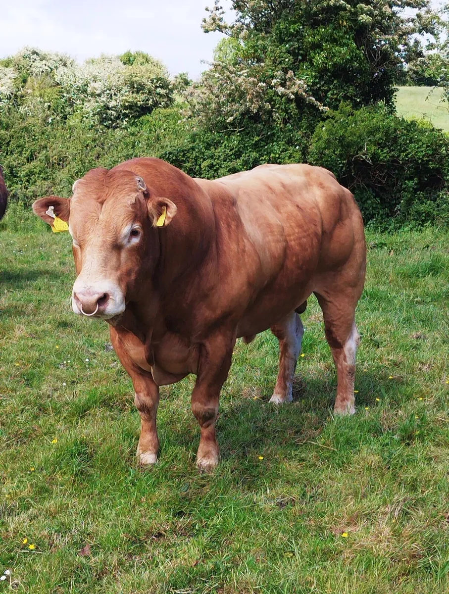 PBR Limousin Bull - Image 2