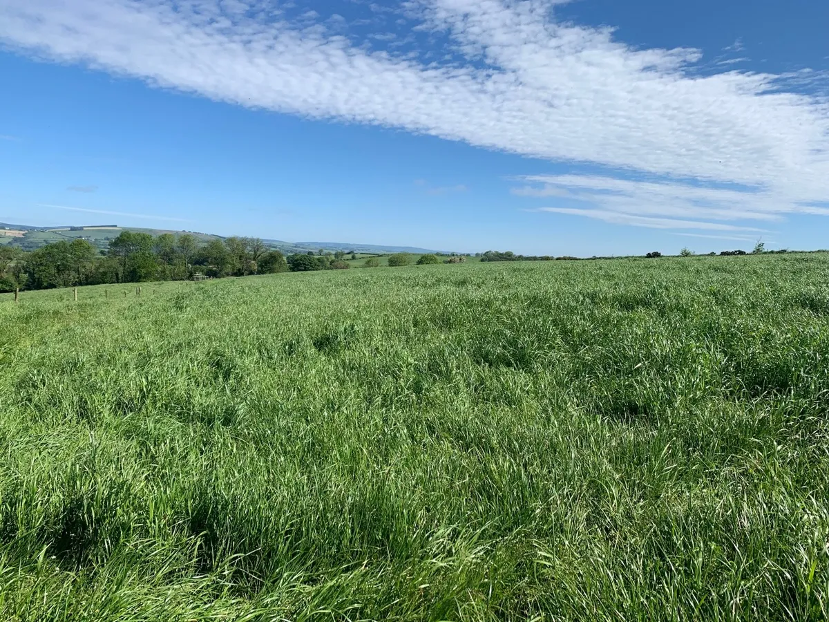 Growing Silage | 22 Acres - Image 3