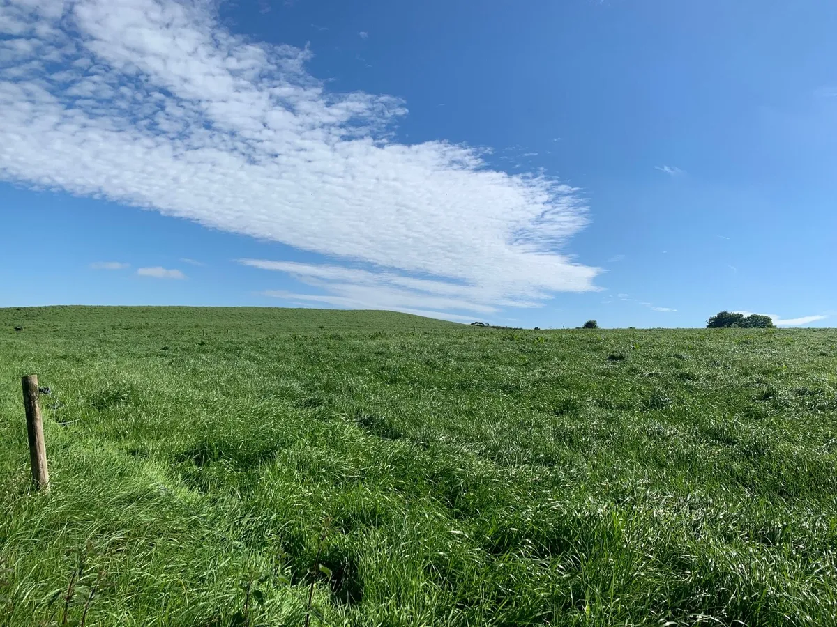 Growing Silage | 22 Acres - Image 2