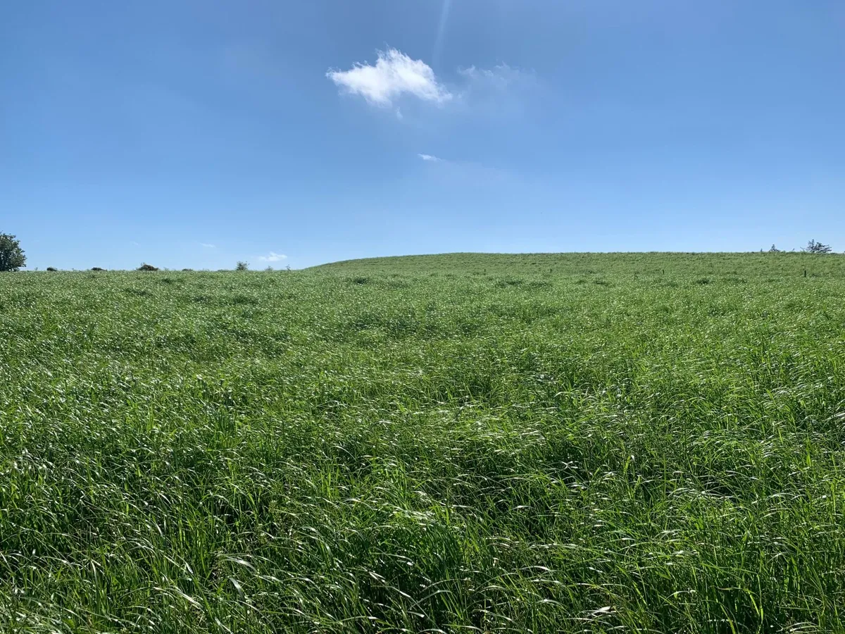 Growing Silage | 22 Acres - Image 1
