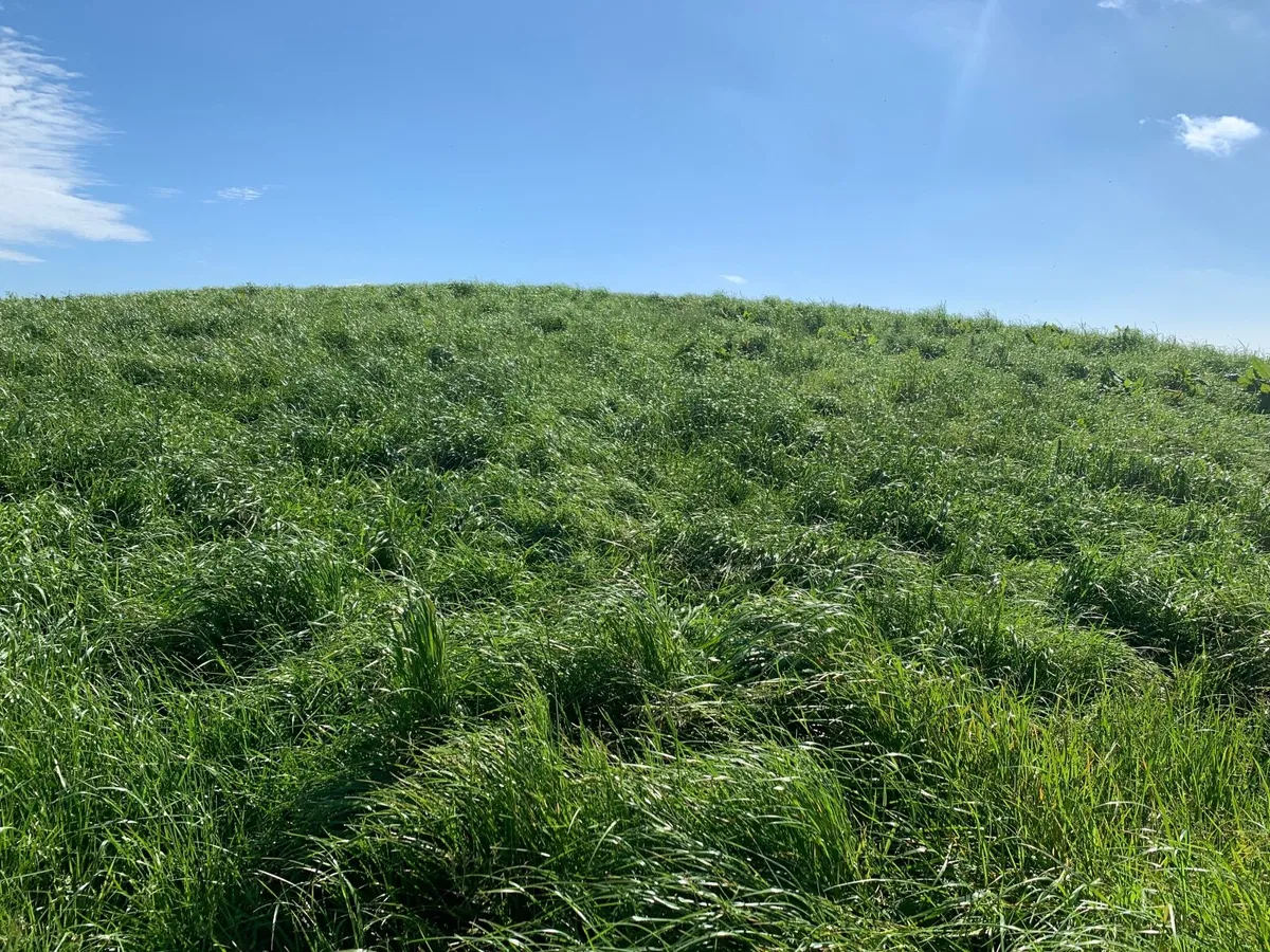 Growing Silage | 22 Acres - Image 4