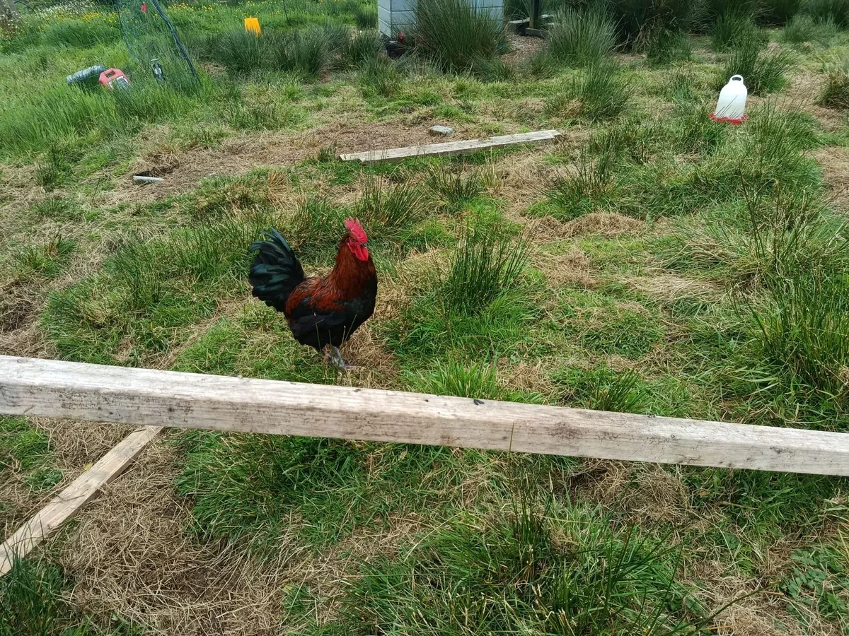 Hatching eggs for sale and rooster - Image 2