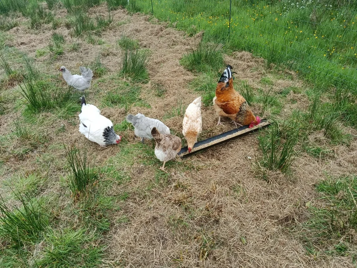 Hatching eggs for sale and rooster - Image 3