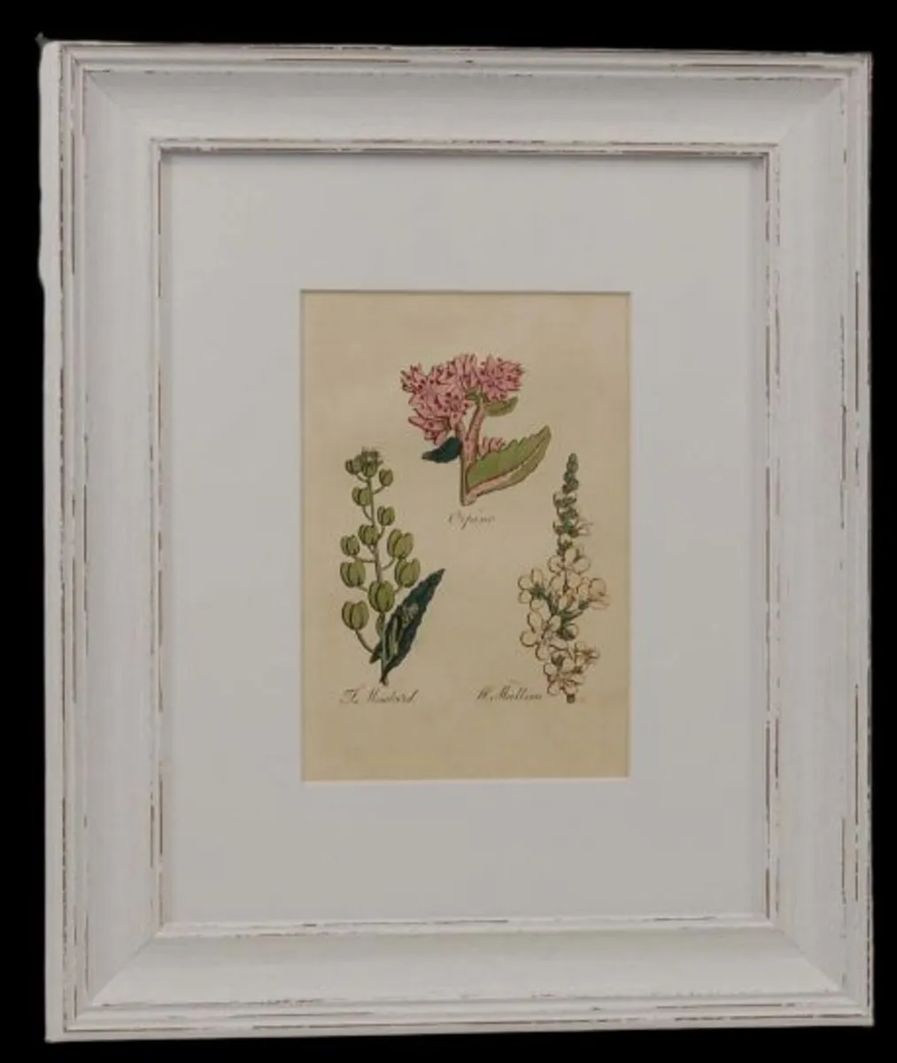 Pair John Hill Botanical Prints 1812 - Image 1