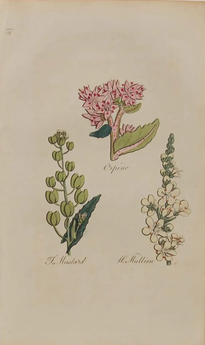 Pair John Hill Botanical Prints 1812 - Image 2