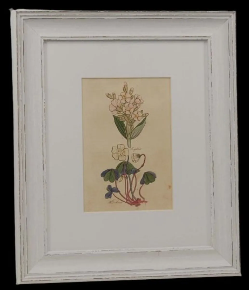 Pair John Hill Botanical Prints 1812 - Image 3