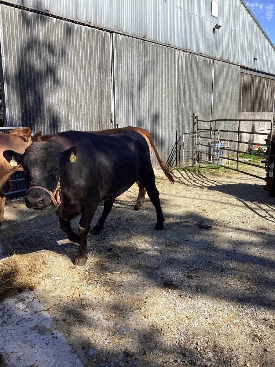 Vasectomised bull - Image 1