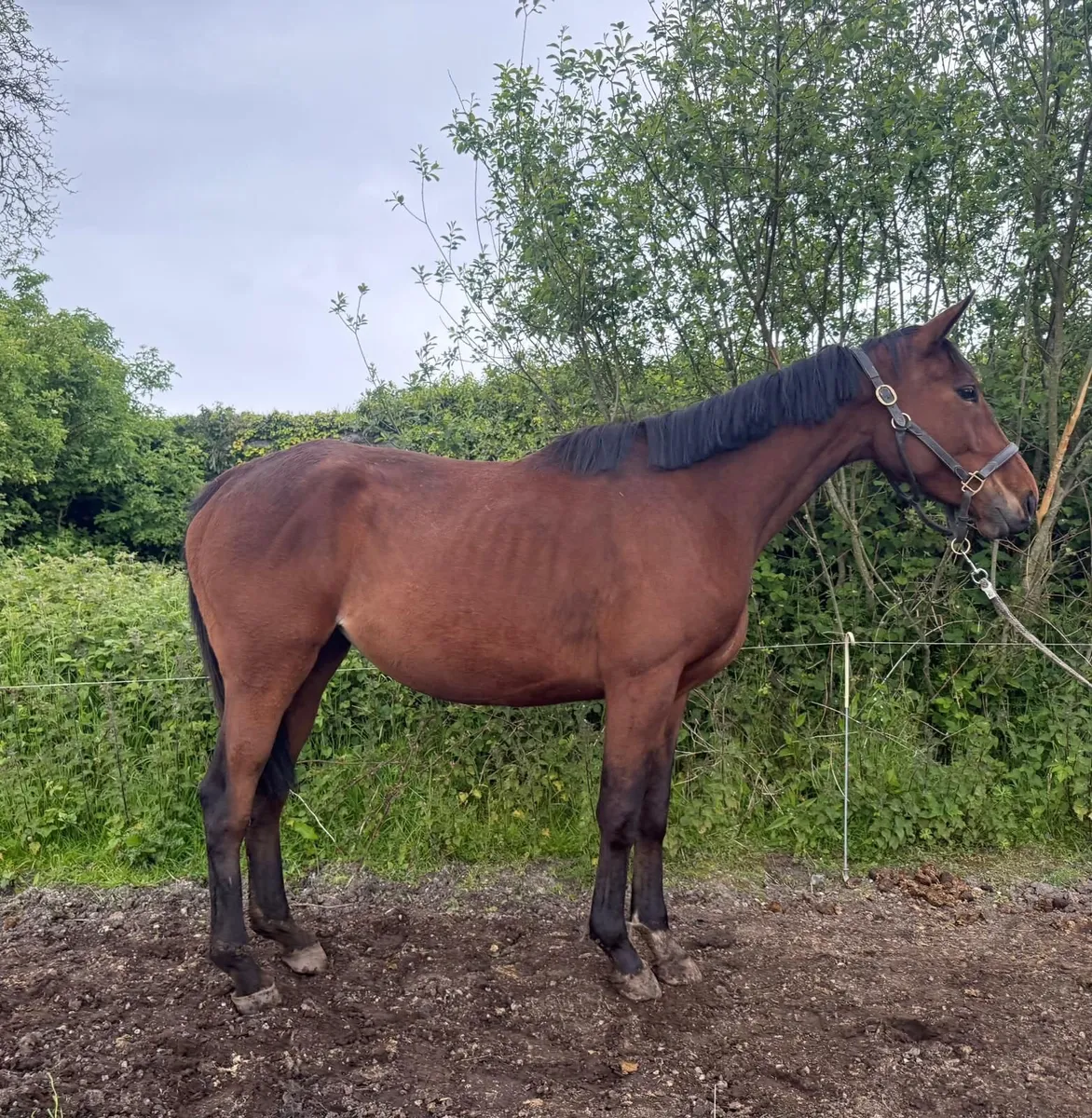 Thoroughbred Mare - Image 2