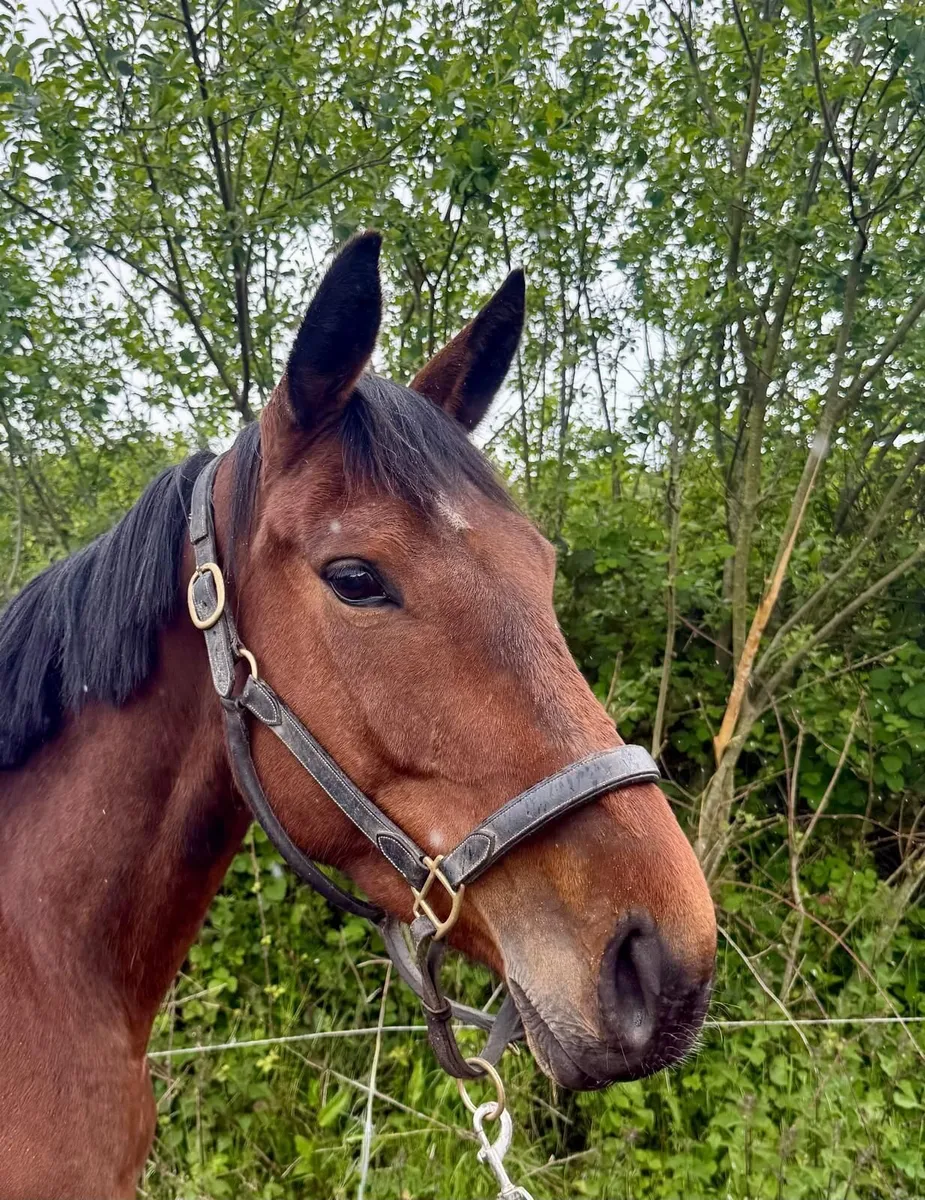 Thoroughbred Mare - Image 1
